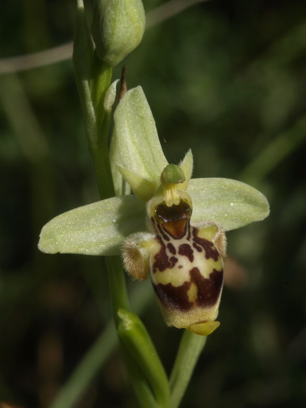 Ophrys conradiae - (2 parte)